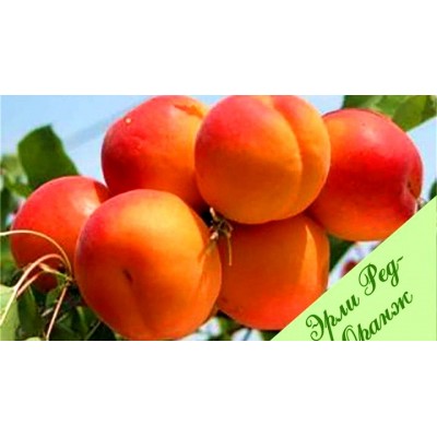 Саженец абрикоса "Эрли Оранж" Саженец абрикоса "Эрли Оранж"
