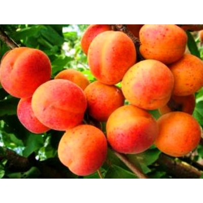 Саженец абрикоса "Надежда" Саженец абрикоса "Надежда"