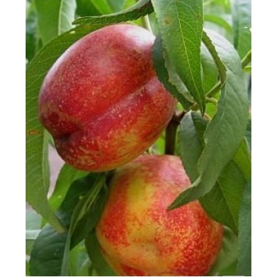 Саженец нектарина "Хард Блейз" Саженец нектарина "Хард Блейз"