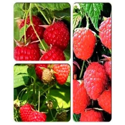 Малина > коллекция из 3-х сортов: Малина Химбо Топ => Малина Полька => Малиновое дерево Пингвин Малина > коллекция из 3-х сортов: Малина Химбо Топ => Малина Полька => Малиновое дерево Пингвин