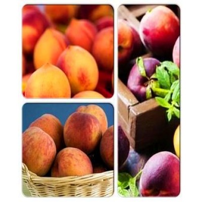 Персик > коллекция из 3-х сортов: Персик Августовский => Персик Алстар => Персик Красна девица Персик > коллекция из 3-х сортов: Персик Августовский => Персик Алстар => Персик Красна девица