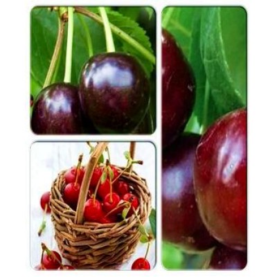 Вишня > коллекция из 3-х сортов: Вишня Ранняя-2 => Вишня Келерис => Вишня Люцина Вишня > коллекция из 3-х сортов: Вишня Ранняя-2 => Вишня Келерис => Вишня Люцина