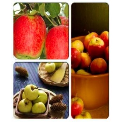 Яблоня > коллекция из 3-х сортов: Яблоня Делькорф => Яблоня Джулия => Яблоня Донешта Яблоня > коллекция из 3-х сортов: Яблоня Делькорф => Яблоня Джулия => Яблоня Донешта