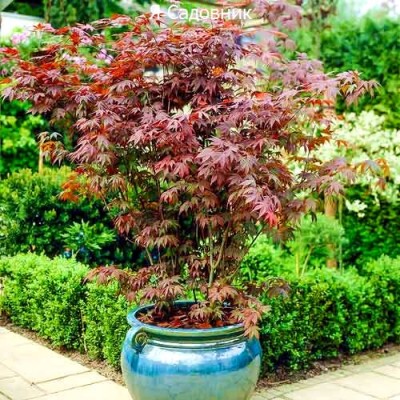Саженец Клена "японский" Саженец Клена "японский"
