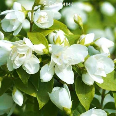 Саженец Жасмина "Вирджинал" Саженец Жасмина "Вирджинал"