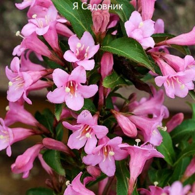 Саженец Вейгела "Пинк Поппет" Саженец Вейгела "Пинк Поппет"