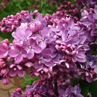 Саженец Сирени "Кавур" Саженец Сирени "Кавур"