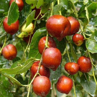 Саженец Зизифуса "Коктебель" Саженец Зизифуса "Коктебель"