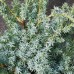Саженцы Можжевельника "Блю Альпс": цена и описание сорта Саженцы Можжевельника "Блю Альпс": цена и описание сорта