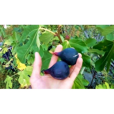 Саженец инжира "Сан-Педро" Саженец инжира "Сан-Педро"