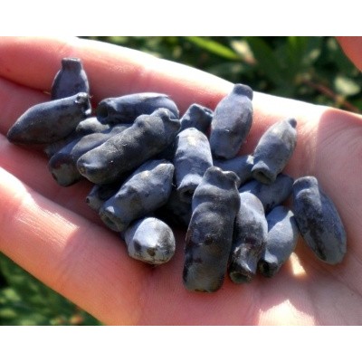 Саженец Жимолости "Сластена" Саженец Жимолости "Сластена"