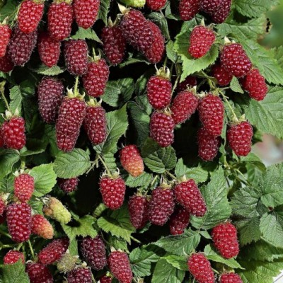 Саженец ежемалины "Тайберри" Саженец ежемалины "Тайберри"