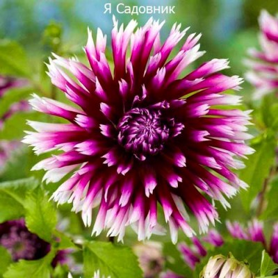 Саженец Георгинов "Алауна Клер Обскур" Саженец Георгинов "Алауна Клер Обскур"