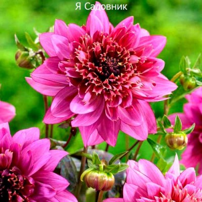 Саженец Георгинов "Мамбо" Саженец Георгинов "Мамбо"