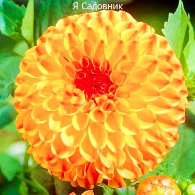 Саженец Георгинов "Санни Бой" Саженец Георгинов "Санни Бой"