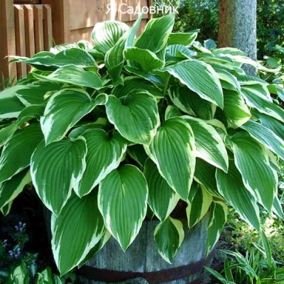 Саженец Хост "Антиох" Саженец Хост "Антиох"