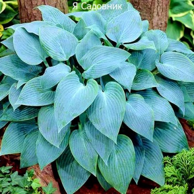 Саженец Хост "Тру Блю" Саженец Хост "Тру Блю"