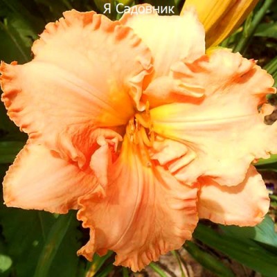 Саженец Лилейников "Элизабет Солтер" Саженец Лилейников "Элизабет Солтер"