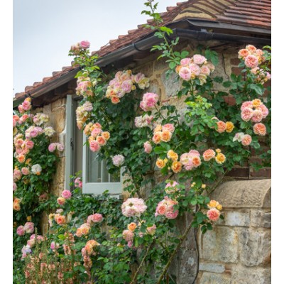 Саженец Плетистых Роз "Алхимист" Саженец Плетистых Роз "Алхимист"