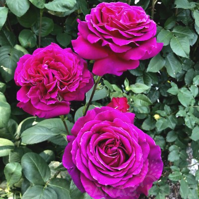 Саженец Чайно-Гибридных Роз "Биг Парпл" Саженец Чайно-Гибридных Роз "Биг Парпл"