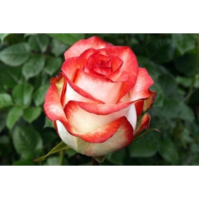 Саженец Чайно-Гибридных Роз "Блаш" Саженец Чайно-Гибридных Роз "Блаш"