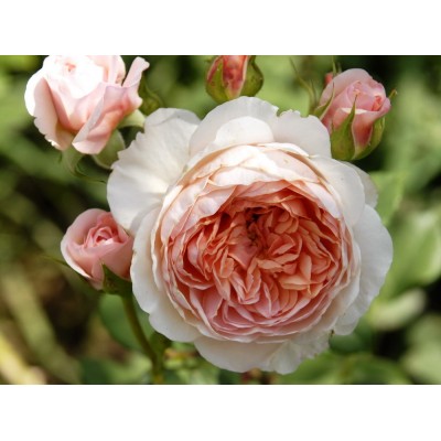 Саженец Английских Роз "Вильям Моррис" Саженец Английских Роз "Вильям Моррис"