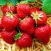 Клубника "Аромас": отзывы и описание сорта Клубника "Аромас": отзывы и описание сорта