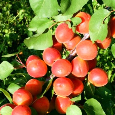 Саженец абрикоса колоновидного "Принц Март" Саженец абрикоса колоновидного "Принц Март"