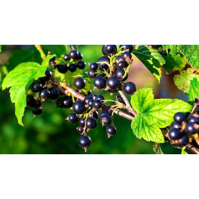 Саженец смородины чёрной "Рубен" Саженец смородины чёрной "Рубен"