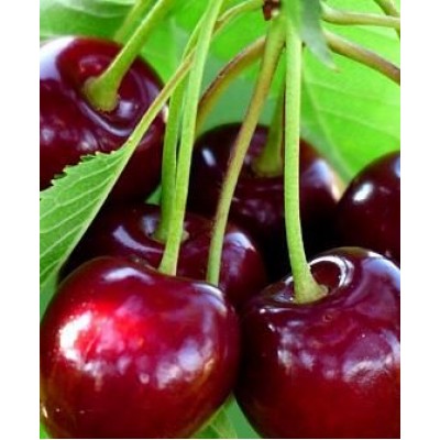 Саженец черешни "Биг стар" Саженец черешни "Биг стар"