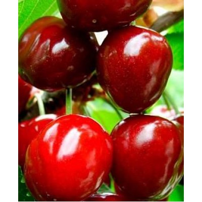 Саженец черешни "Валерия" Саженец черешни "Валерия"