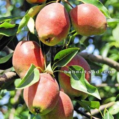 Саженец груши "Киргиз" Саженец груши "Киргиз"