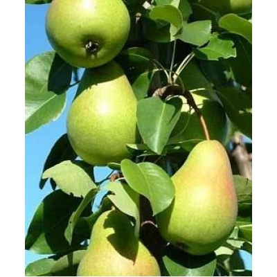 Саженец груши колоновидной "Нежность" Саженец груши колоновидной "Нежность"