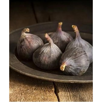 Саженец инжира "Неаполитанский" Саженец инжира "Неаполитанский"