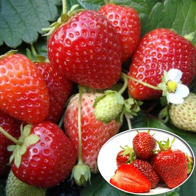 Рассада клубники "Аромас" Рассада клубники "Аромас"