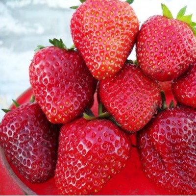 Рассада клубники "Дукат" Рассада клубники "Дукат"