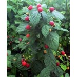 Саженец малинового дерева "Пингвин" Саженец малинового дерева "Пингвин"