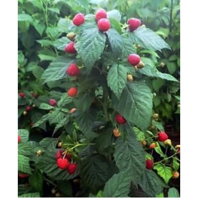 Саженец малинового дерева "Пингвин" Саженец малинового дерева "Пингвин"