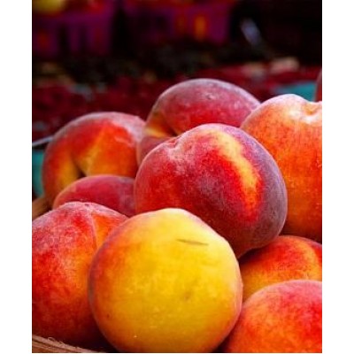 Саженец персика "Мостицкий" Саженец персика "Мостицкий"