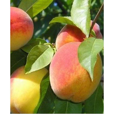 Саженец персика "Виргил Т-4" Саженец персика "Виргил Т-4"