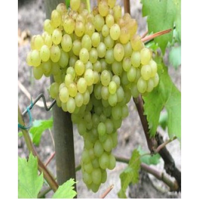 Саженец винограда "К-ш 342" Саженец винограда "К-ш 342"