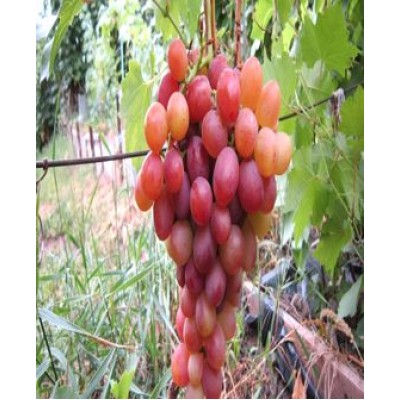 Саженец винограда "Ливия" Саженец винограда "Ливия"