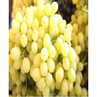 Саженец винограда "Лора" Саженец винограда "Лора"